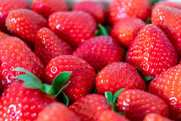 Frische Erdbeeren in Bioqualität sind reif für gesunde Ernährung mit Obst und Diät in...