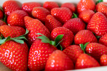 Frische Erdbeeren in Bioqualität sind reif für gesunde Ernährung mit Obst und Diät in...