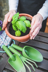 Planting green basil in the garden on a wooden table © Jarek Pawlak