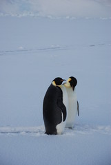 emperor penguin in antarctica
