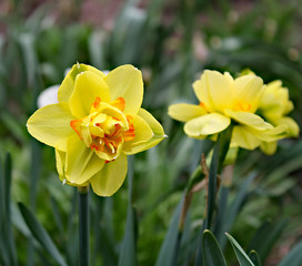 Obraz premium daffodils in spring