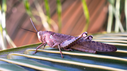 grasshopper isolated on palm leaves