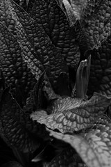 alligator skin texture