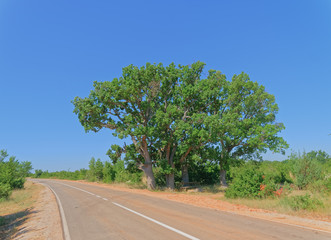 Big old oak tree near the asphalt road in the Dalmatian hinterland in Promina County at Dalmatian Zagora in Croatia