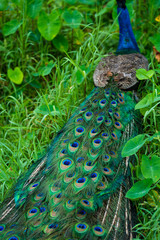 Naklejka premium A beautiful manicured peacock walks in a green bird park.