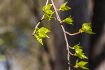 A poplar branch with green fresh leaves and buds is on a blurred background in a park in spring
