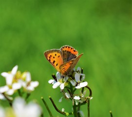 butterfly on flower