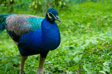 Fototapeta premium A beautiful manicured peacock walks in a green bird park.