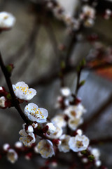 cherry blossom in spring