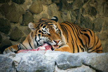 Hungry tiger eating meat