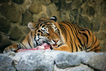 Zelfklevend Fotobehang Hungry tiger eating meat © Lifestory
