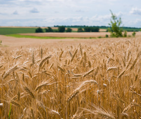 Picturesque wheat field in summer. Agriculture and cereal crops 