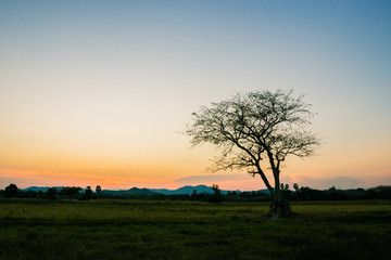 Fototapeta na wymiar lonely tree in the field at sunset