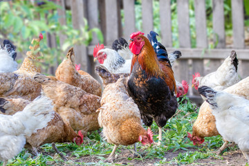feathered chicken and rooster on grazing