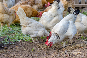  motley chickens grazing in the farmyard yard