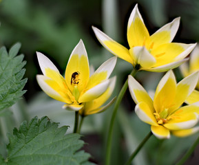Fototapeta premium yellow flower