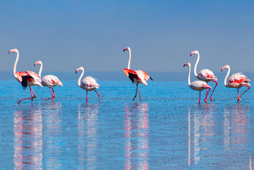 Wild african birds. Group birds of pink african flamingos  walking around the blue lagoon