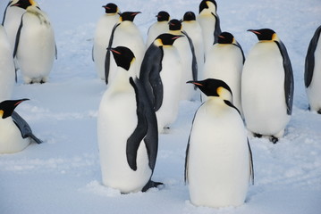 Fototapeta premium group of emperor penguins