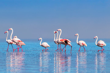 Wild african birds. Group birds of pink african flamingos  walking around the blue lagoon