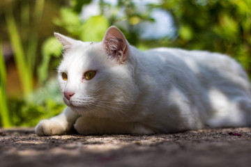 Chat, chant blanc, pelage, jardin, extérieur, mignon, animal, animal de compagnie, arbre, écorce,...