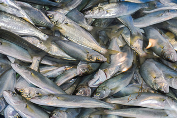 Istanbul, Turkey, 20.12.2019: Fresh seafood on the counter top of the fish market, for sale