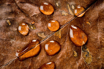 Large drops of water on the surface of dry autumn leaves of trees, photographed close-up.