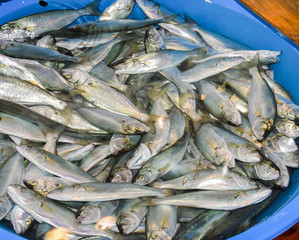 Istanbul, Turkey, 20.12.2019: Fresh seafood on the counter top of the fish market, for sale