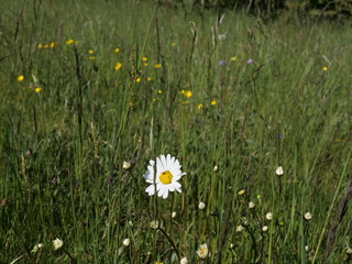 Blumenwiese mit Margeriten