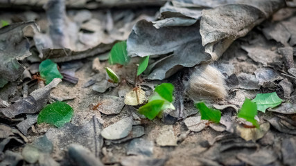 Leafcutter Ants crossing the road