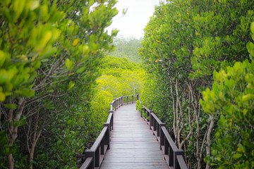 Obraz premium bridge in the forest