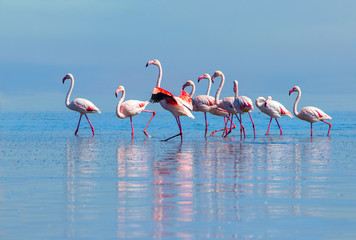 Wild african birds. Group birds of pink african flamingos  walking around the blue lagoon