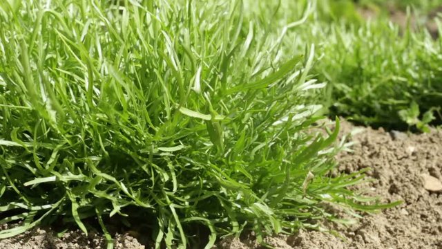 Curly endive grown organically without pesticides in the ground on a windy day
