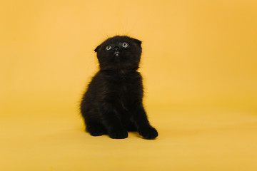 Small fold kitten of black coloring on a yellow background. Studio photography