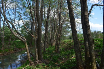 The path to the forest is overgrown with grasses.