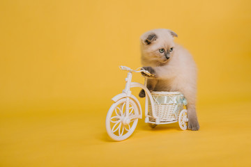 Little fold kitten of Siamese color and a white toy bike on a yellow background. Color point cat. Studio photography