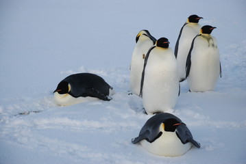 Fototapeta na wymiar group of penguins