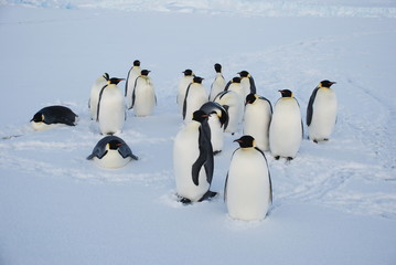 Plakat emperor penguins in antarctica