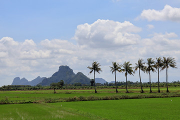 rice field in thailand