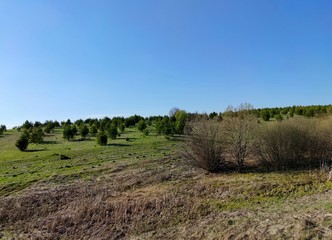 Fototapeta premium blue sky over a field with green pine trees on a sunny day