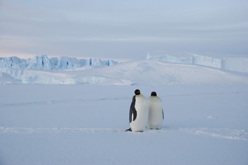 two penguins on the ice