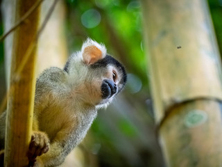 Obraz premium Squirrel monkey sitting in a bamboo tree