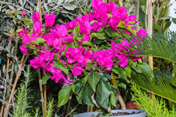 floral backdrop for Valentine's Day, Mother's Day, Woman's Day, 1st of March, 8th of March