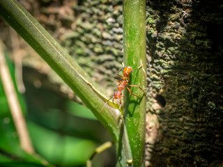 Red Army Ants in Peru