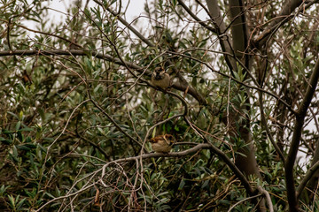 A wide angle shot of two sparrows perched on leafless winter tree branches on a gloomy morning