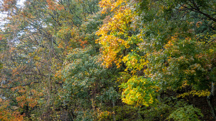 Fresh yellow autumn branch with sun light among green branches for background , copy space