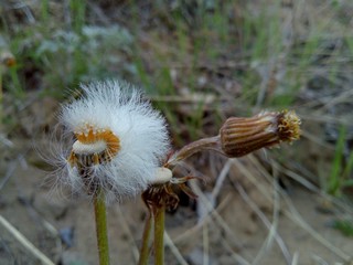 half bald dandelion from which the fluff flies