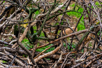 A wide angle shot of one sparrow perched on leafless winter tree branches on a gloomy morning