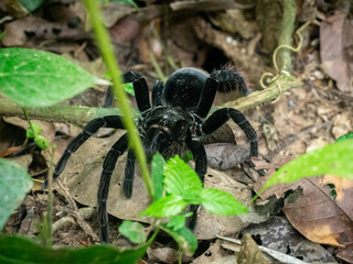 Tarantula coming out of its hole