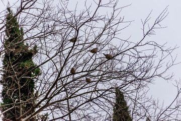 A wide angle shot of five sparrows perched on leafless winter tree branches on a gloomy morning