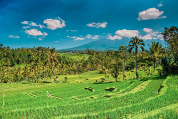 Bali's green and lush rice terraces near Jatiluwih and the volcano Gunung Agung in the background 